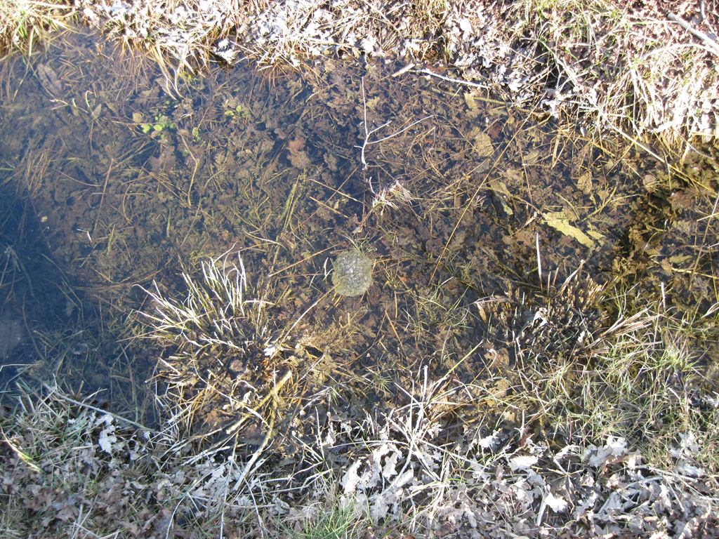 Fermento nei canali e stagni.